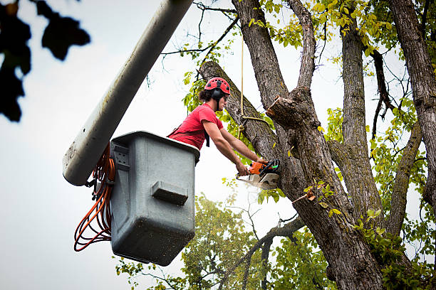 Best Tree Removal Services  in Lakewood, IL